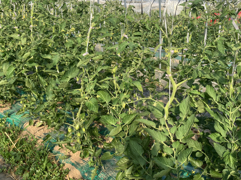 あま〜〜い！！濃い！！完熟ミニトマト「アイコ」(3kg)北海道産・ご自宅用