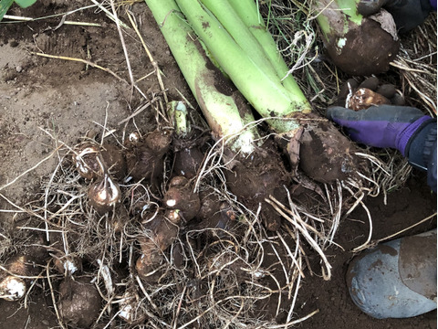 里芋 1kg★里芋の産地で採れた美味しい里芋★農薬も化学肥料も使わずに育てました