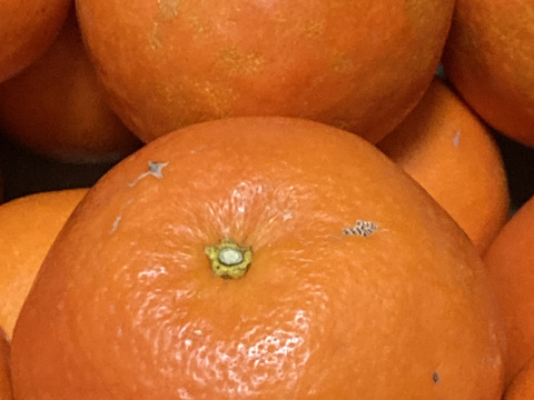 【訳あり】したたる果汁！暑い季節にもってこい！セミノール  4kg（樹上完熟、袋掛け栽培）