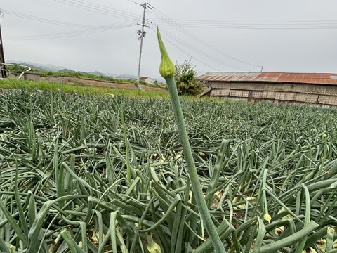 淡路島春の新玉ねぎ七宝♪♪ちょっぴり訳あり君！