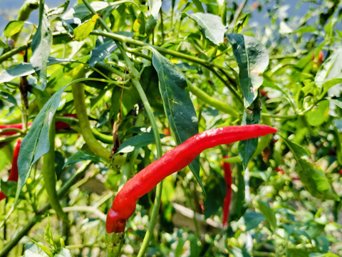 辛くておいしい！山のとんがらし（20g×8袋）【一味唐辛子】