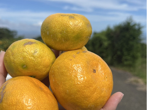 果汁たっぷり！！食べてみらんね太良みかん
3㎏（Lから2S家庭用約30個)
