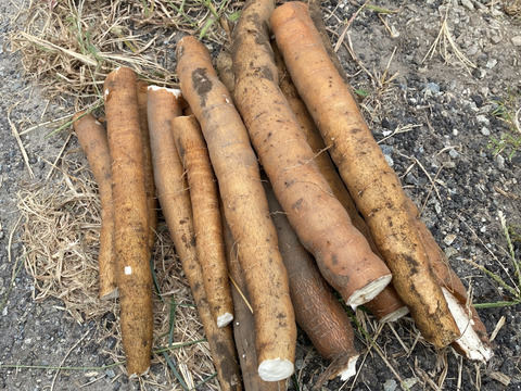 2kgキャッサバ芋　甘味種【赤穂産】