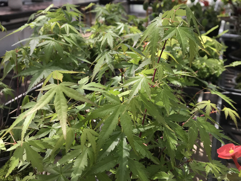 〜優しい空間を〜　苔玉　山もみじ（衝立付き）