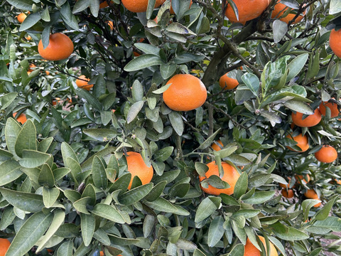 【愛媛県産】いよかん 10kg