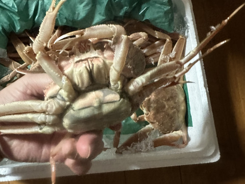 生セコガニ 内子と外子と蟹味噌の旬の3段ミルフィーユが魅力約1キロ（5～9尾入）