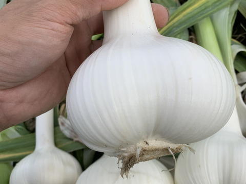 【自然農ジャンボニンニク】令和7年度産 1Kg、自然の恵100%、無施肥・農薬不使用