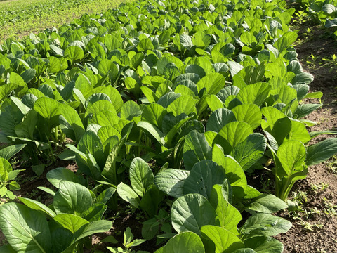 小松菜1ｋｇ　 有機JAS