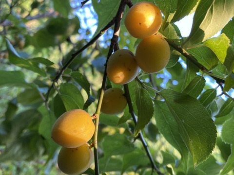 夏本番前に！！　梅干し3個