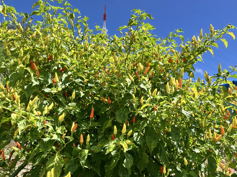 人気No.1【沖縄特産】激辛！乾燥島とうがらし ２０g