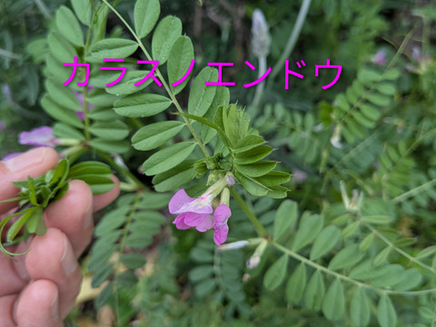 春先の柔らかなおまかせ野草セット🌿カラスノエンドウ、スギナ、ヨモギ、ハコベ、オオバコ、オオイヌフグリ、コツブツメクサ、カタバミ、その他 ※タイミングによって変化します※不用な野草はご連絡ください