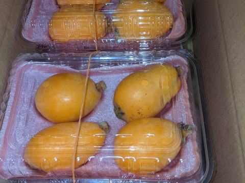 🍋びわ (なつたより)　大玉３Ｌサイズ１２個入