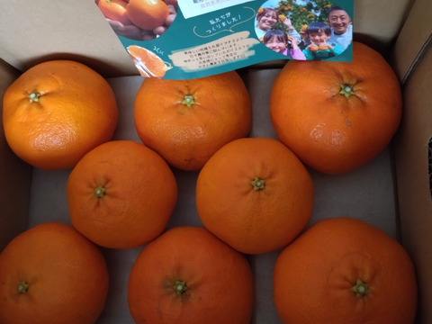 【感謝の豊作割！】甘平2kg（ご家庭用）