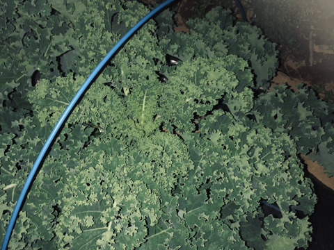 有機肥料と節減対象農薬にこだわった旬の野菜セット