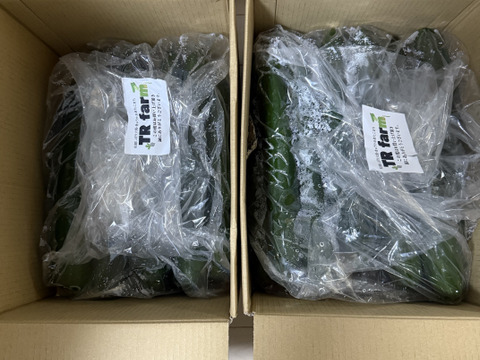 でかっ！！実はおいしい？！大きすぎなきゅうり【採れたて】を発送！おばけきゅうり5kg