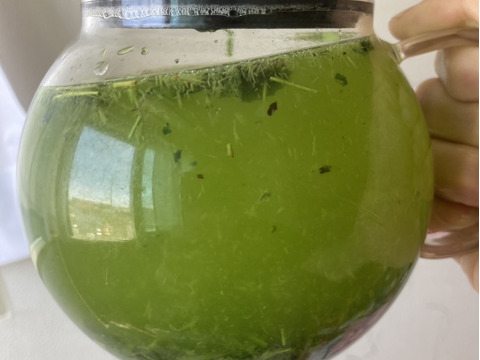 ＊2026年新茶＊【苦くない緑茶】伝統とこだわりの味！まろやかな甘味と深い味わい♪  深蒸しかぶせ茶　 茶葉 80g (約40杯分)  農薬・化学肥料・除草剤・畜産堆肥不使用　宇治茶100%