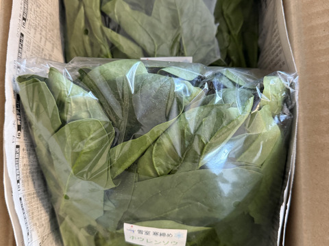 ホウレンソウ【うす紅根っ子、ギシッとした太い軸で野生的！】〈約2.4kg〉