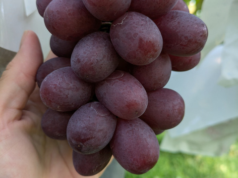 甘さと香りのクイーンルージュ2房入60サイズ箱