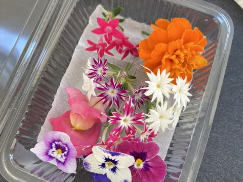 《常温配送》【岐阜産】可愛さ満点♪彩り豊か♪エディブルフラワー（食用）MIX10輪　 年中収穫可能