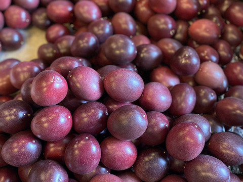 鹿児島南薩坊津のパッションフルーツ
約1キロ(12〜15個程度)家庭用