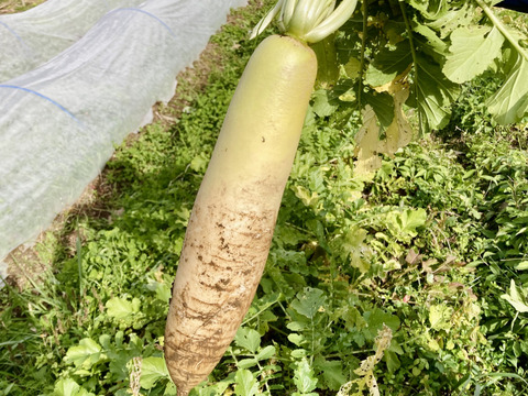 【熱々おでんに！！青首大根】農薬、肥料不使用☆２～３本