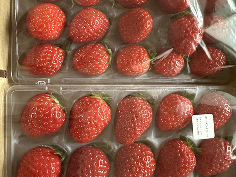 ビタミンCたっぷり！おいCベリー2P　お得なご家庭用！　230g×2p 【春ギフト】