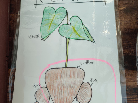 ホクホク☆火の通り早い赤芽里芋の親芋　約3kg　～豚汁や煮物からコロッケ、グラタンまで使い道さまざま♪～