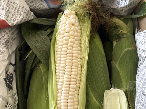 朝採り白いトウモロコシ 💕美白の甘姫💕トウモロコシ王子👑が作ったブランド品⭐️朝採りたての白くて大きく生でも食べれる甘いとうもろこし🌽先着順！売り切れ次第終了‼️ご予約お早めに🤩夏ギフト🎁