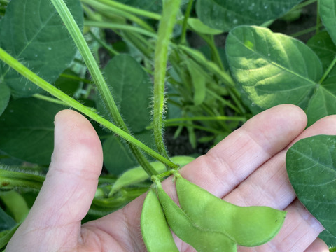 【季節限定】たっぷり1.2kg！甘く濃厚！枝豆『湯上り娘』300ｇ×４袋