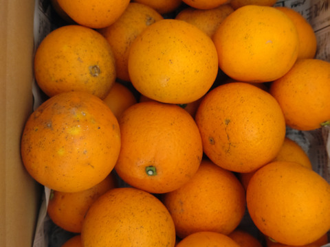 【数量限定】【訳あり】広島県産　ネーブルオレンジ🍊5kg(箱込み)