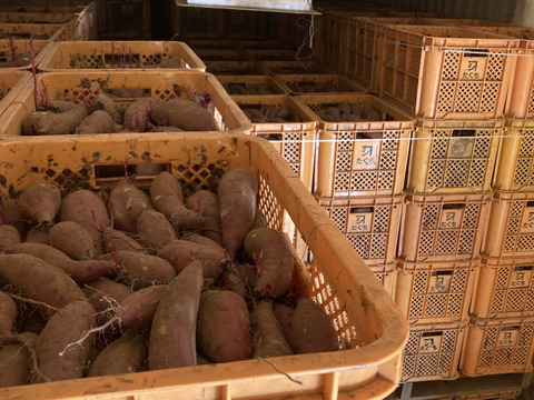 訳あり！熟成紅はるか　10kg  さつまいも