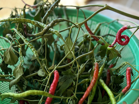 大人気❣️お値段以上に辛いっ🔥ウマっ　粉とうがらし🌶️【岐阜県郡上市産】