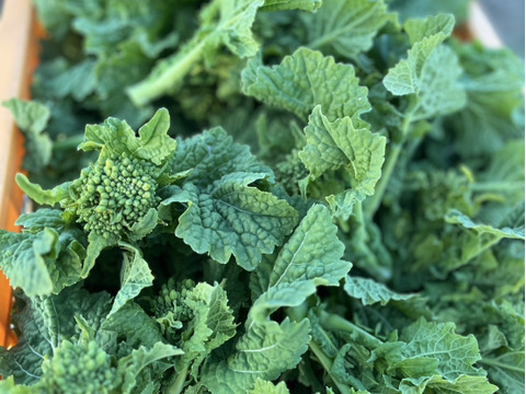 【京都府産】春先取り菜花！1kg