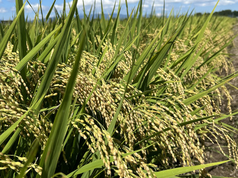 山形県産　はえぬき　玄米　4kg