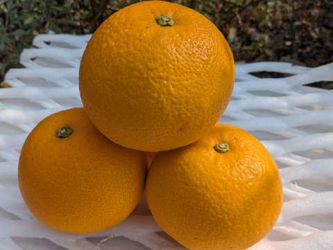 希少な八朔！もぎたて木成り八朔 和歌山由良産 秀品 10kg 贈答用