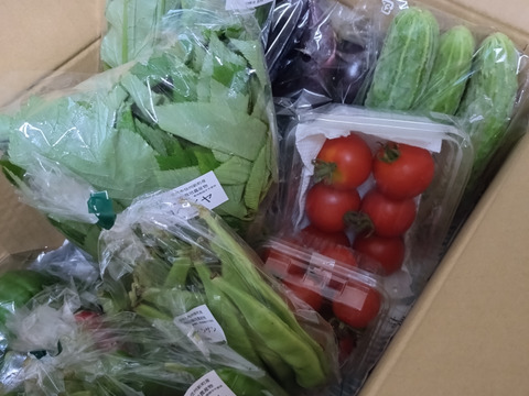 信州春野菜セット【10品目】