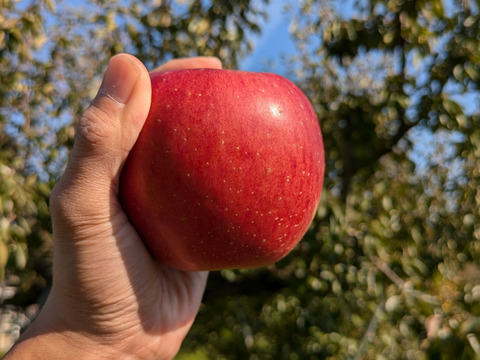 山形県産　ラ・フランスとサンふじりんご詰め合わせ　約2kg　家庭用ギフト用にどうぞ！