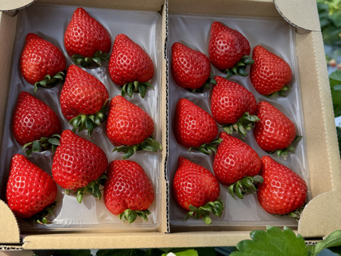 プレミアムいちご 『あまりん』8粒、9粒、11粒、15粒 のいずれか 250g×2p