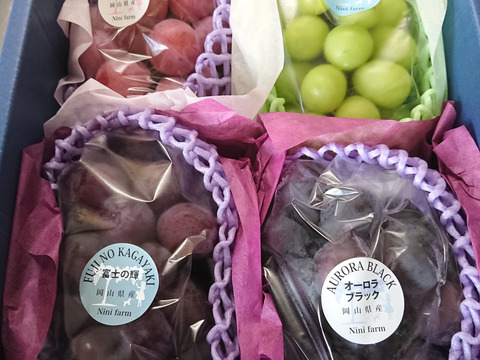 【数量限定】希少品種4種詰合せ 富士の輝&オーロラブラック&クイーンニーナ&1品種 (合計約1.6kg) 秀品ランク 岡山県産(熨斗対応可)