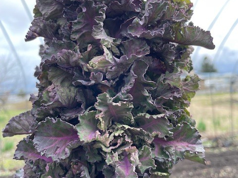 今が旬！ケーレッツ（イギリス野菜）８００ｇ