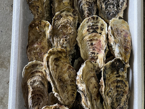 【BBQに！】北海道産海峡牡蠣25個