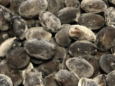 自然栽培黒千石大豆納豆10個