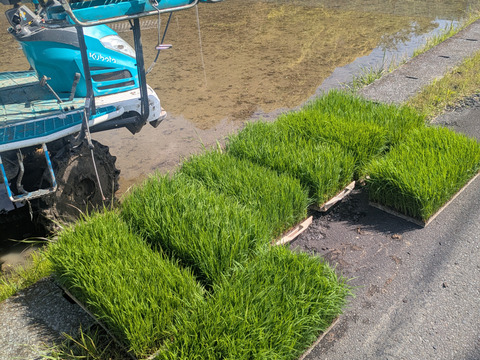 【令和７年新米】新米コシヒカリ【１０ｋｇ】千葉県南房総市産