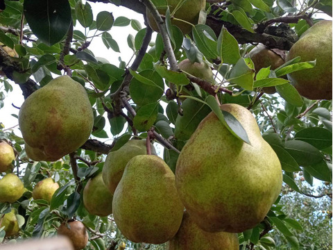 【冬ギフト】特大サイズ、果汁たっぷり濃厚な　ラフランス　三キロ(6~7玉)　山形特産　ラ・フランス　「熨斗対応可」