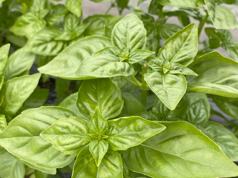 【京都産】露地で育てた香り高いバジル（スイートバジル）　500ｇ