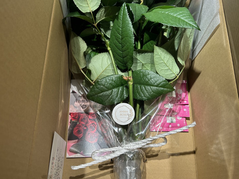 【15本】おまかせ厳選バラ☆贈り物にもおすすめ（ご自宅用簡易包装/50cm）