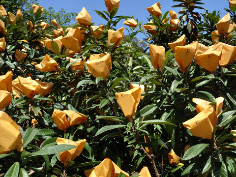 長崎県産　露地びわM玉×16入り