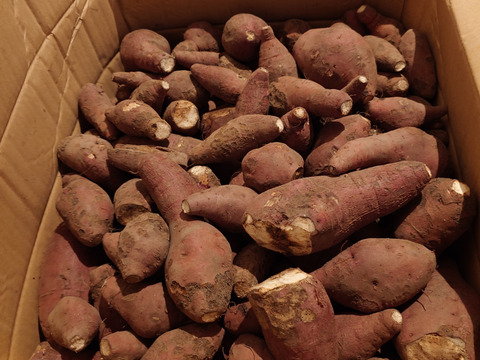 【訳あり】有機認証島根県産紅はるか(20kg/サイズ混合)