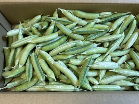 関西の春を告げる味わい　うすいえんどう 2kg