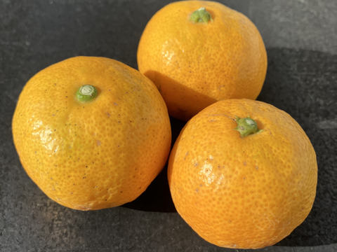 有田みかん【5kg（箱込）・ご家庭用】